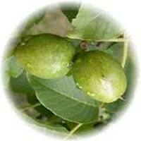 Caryocar Brasiliense