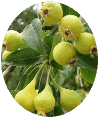 Pera: Pyrus Communis