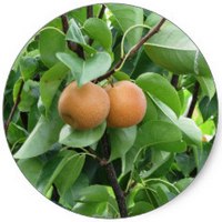 Pera Nashi: Pyrus Pyrifolia