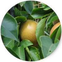 Pera Nashi: Pyrus Pyrifolia