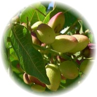Pistacia Vera