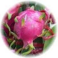 Hylocereus Monacanthus - Pitahaya