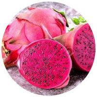 Hylocereus Monacanthus - Pitahaya