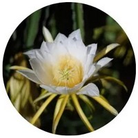 Hylocereus Monacanthus - Pitahaya
