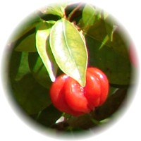 Pitanga - Eugenia Uniflora