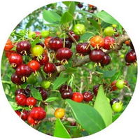 Pitanga - Eugenia Uniflora