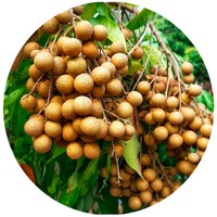 Pitomba: Talisia Esculenta