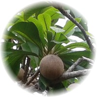 Mamey - Pouteria Sapota