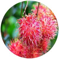 Rambutan: Nephelium Lappaceum