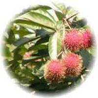 Rambutan: Nephelium Lappaceum