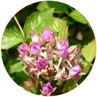 Rubus Coreanus