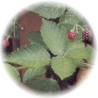 Rubus Fruticosus - Tayberry