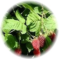 Rubus Loganobaccus - Loganberry