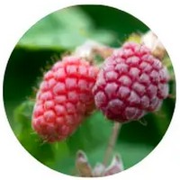Rubus Loganobaccus - Loganberry