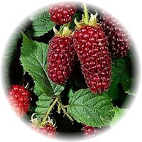 Rubus