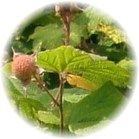 Rubus Parviflorus