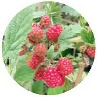 Rubus Phoenicolasius - Wineberry