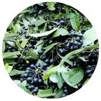 Rumdul Fruit - Sphaerocoryne Affinis