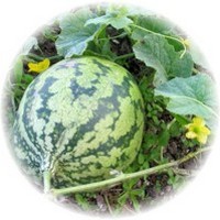 Watermelon: Cucumis Citrulus