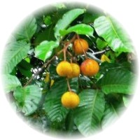 Santol - Sandoricum Koetjape