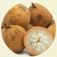 Santol - Sandoricum Koetjape