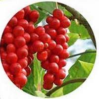 Schizandra Chinensis