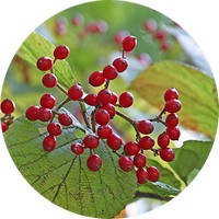 Schizandra Chinensis