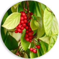 Schizandra Chinensis