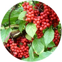 Schizandra Chinensis