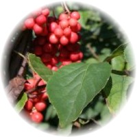 Schizandra Chinensis
