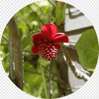 Schizandra Rubiflora