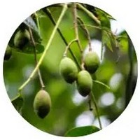 Spondias - June Plum