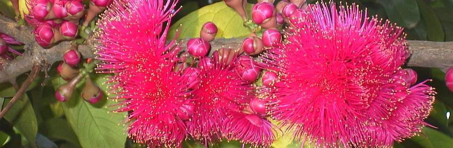 Syzygium