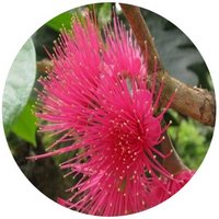 Syzygium