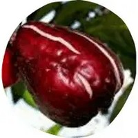 Syzygium Megacarpum- Giant Lau Lau