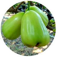 Syzygium - Wax Jambu