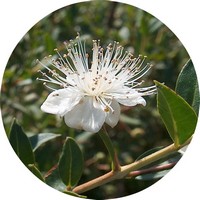 Syzygium Anisatum