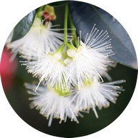 Syzygium Australe - Bush Cherry