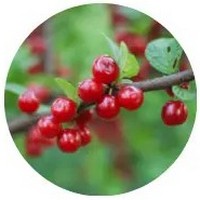 Syzygium Australe - Bush Cherry