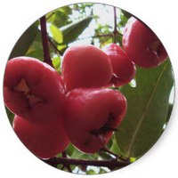 Syzygium Cumini - Jambul