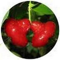 Syzygium Cumini - Jambul