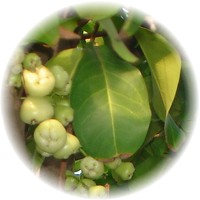 Syzygium