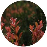 Syzygium Guineense - Waterberry