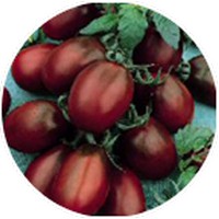 Manzana de Agua - Syzygium Aqueum