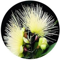 Manzana de Agua - Syzygium Aqueum