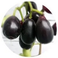 Syzygium Jambolanum - Jambul
