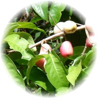 Malay Apple - Syzygium Malaccense