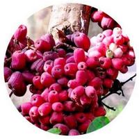 Malay Apple - Syzygium Malaccense