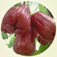 Malay Apple - Syzygium Malaccense