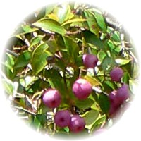 Syzygium Nutans